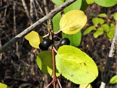Rhamnus cathartica