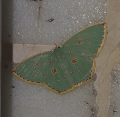 Comostola meritaria