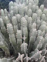 Euphorbia resinifera