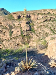 Agave felgeri