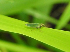 Entomophthoraceae