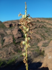 Agave felgeri