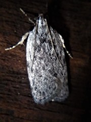 Phaeosaces compsotypa