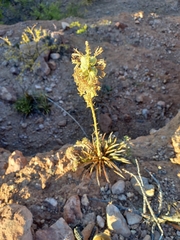 Agave felgeri