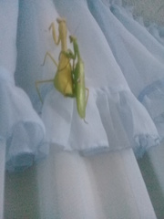 Stagmatoptera femoralis