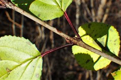 Rhamnus cathartica