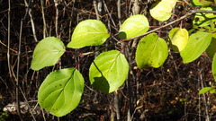Rhamnus cathartica