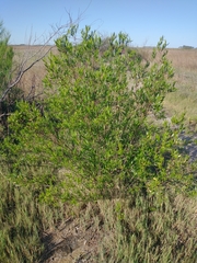 Tessaria dodonaeifolia
