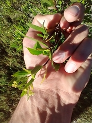 Tessaria dodonaeifolia