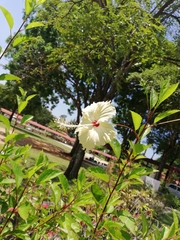 Hibiscus rosa-sinensis