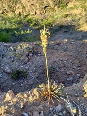 Agave felgeri