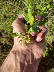 Tessaria dodonaeifolia
