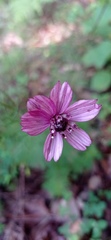 Cosmos carvifolius