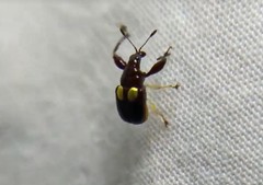 Euscelus biguttatus