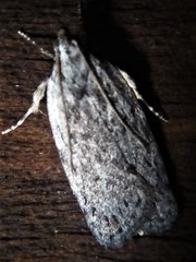 Phaeosaces compsotypa