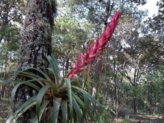 Tillandsia borealis