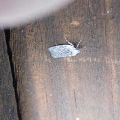 Phaeosaces compsotypa
