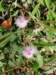 Mimosa pudica
