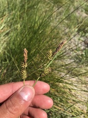Carex serratodens