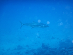 Scomberomorus commerson