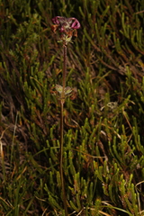 Pedicularis ornithorhynchos