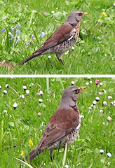 Turdus pilaris