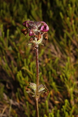 Pedicularis ornithorhynchos