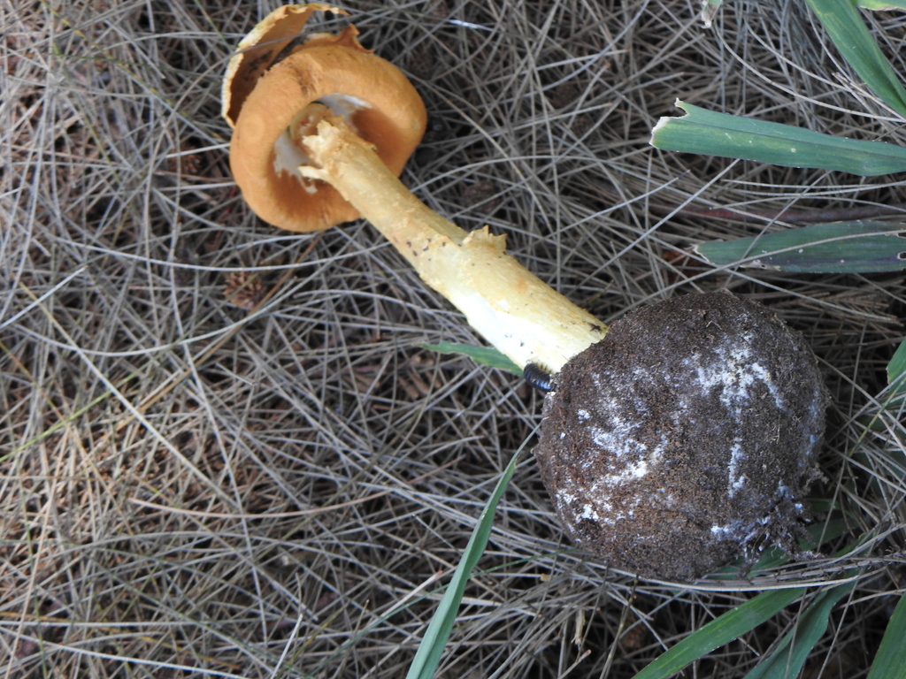 Battarrea phalloides · October 2021 · photo: © carancho (iNaturalist, cc-by)