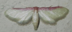 Idaea umbricosta