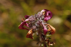 Pedicularis ornithorhynchos