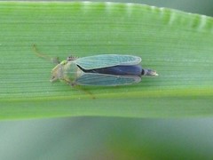 Entomophthoraceae
