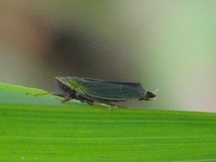 Entomophthoraceae