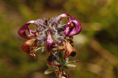 Pedicularis ornithorhynchos