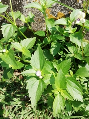 Praxelinae