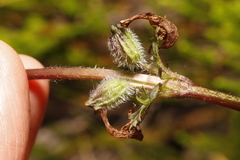 Pedicularis ornithorhynchos