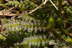 Pedicularis ornithorhynchos