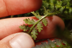 Pedicularis ornithorhynchos
