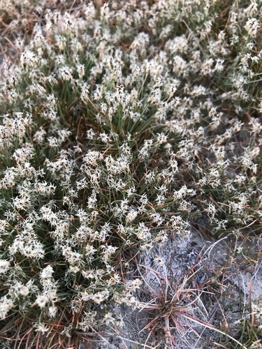 needle spikerush (Eleocharis acicularis)
