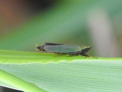Entomophthoraceae