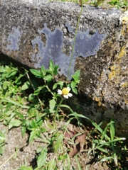 Tridax procumbens