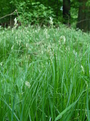 Carex brizoides