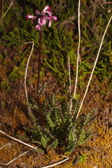 Pedicularis ornithorhynchos