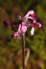 Pedicularis ornithorhynchos