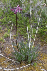 Pedicularis ornithorhynchos