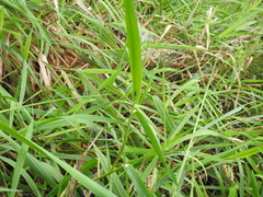 Entomophthoraceae