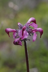 Pedicularis ornithorhynchos