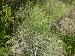 Baccharis notosergila