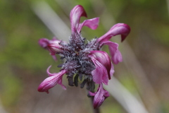 Pedicularis ornithorhynchos