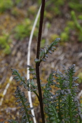 Pedicularis ornithorhynchos