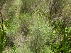 Baccharis notosergila